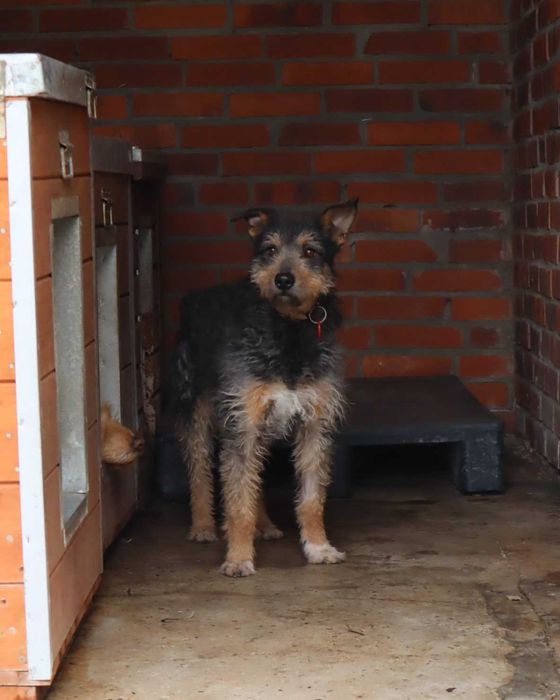 Tolkien czeka na dom...