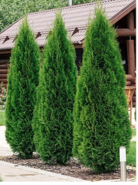 Продам Тую Смарагд