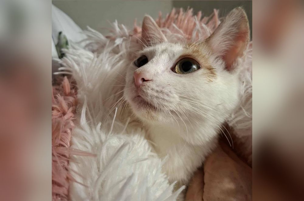 Kochana kotka szuka domu!