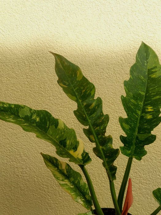 Planta Philodendron Ring of Fire