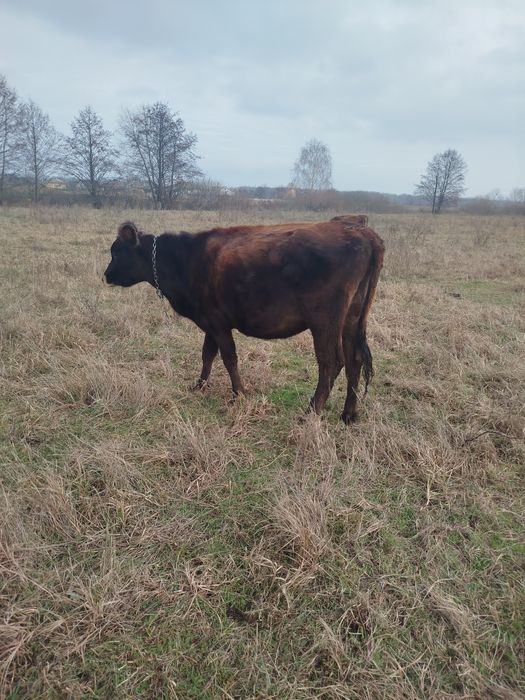 Телиця джерсі, нетель джерсей, теличка джерс