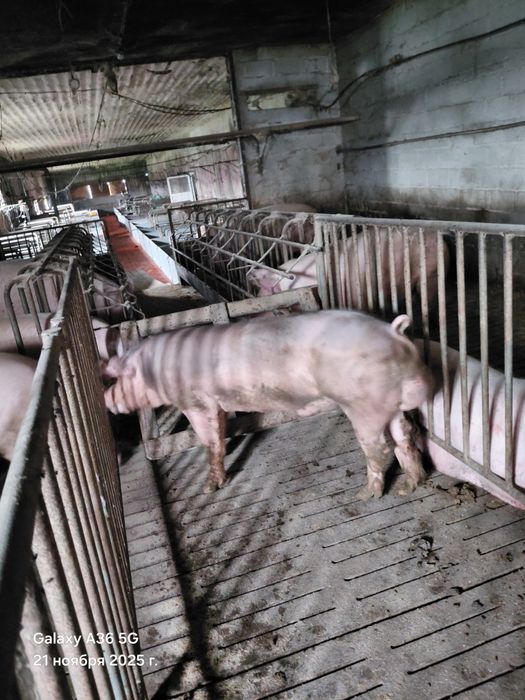 Сім'я кнура,спермодози