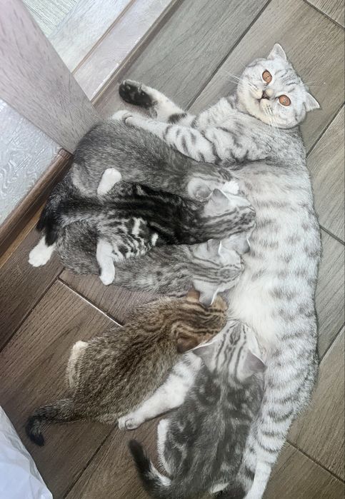 Шотландські кошенята