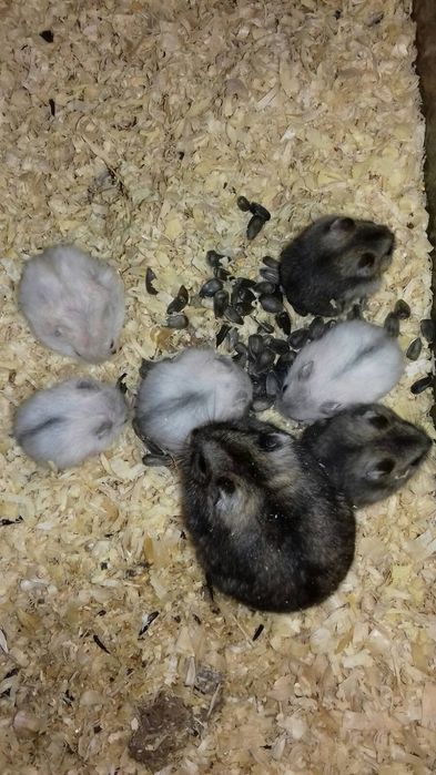 Карликовые джунгарские хомячки