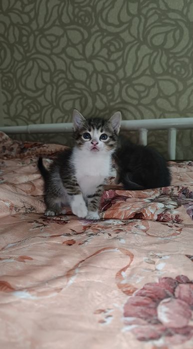 Віддамо котиків 2 місяці, Романково