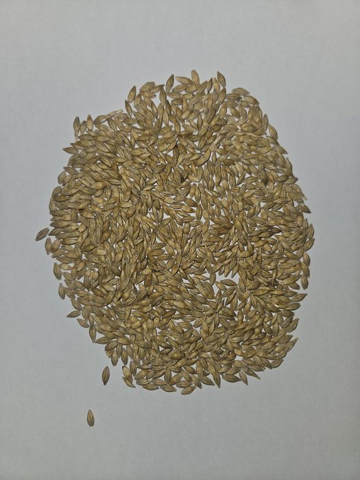 Продам Насіння Ярого Ячменю, Овесу, Соняшника, Кукурудзи та Інших Ярих