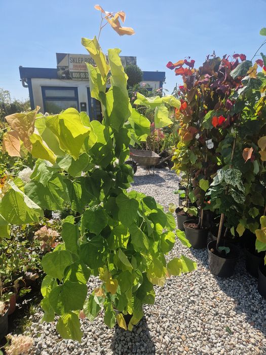 Judaszowiec kanadyjski