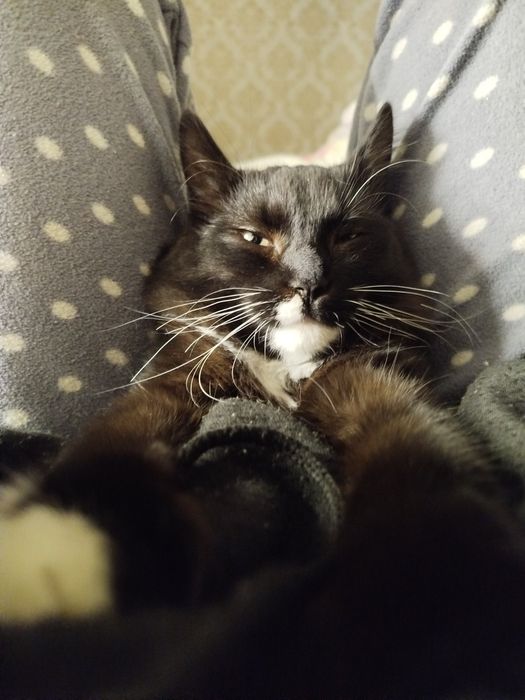 Віддам кота безкоштовно