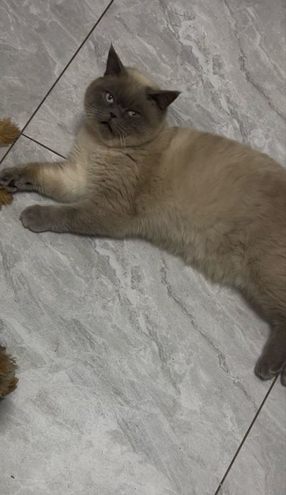 Британець на вязку. Великий хлопчик
