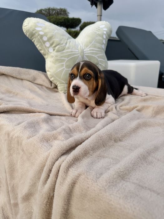 Beagle   menina linda