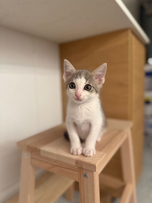 Adoção Gatinho com vacinas e microchip