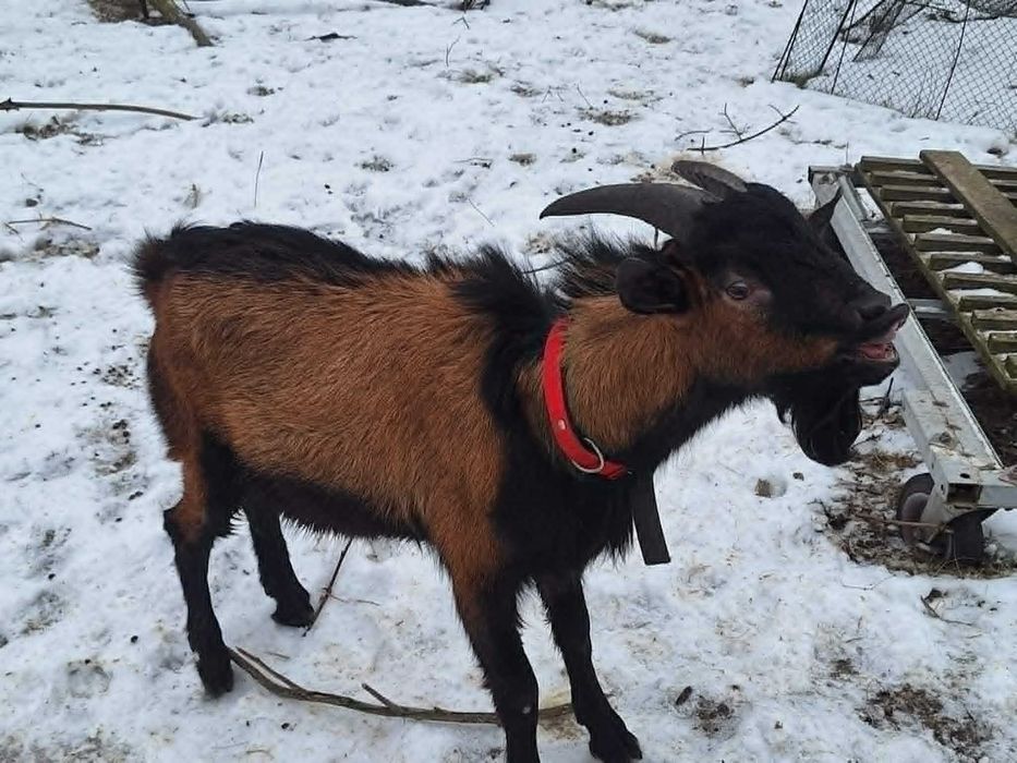 Kozioł alpejski spryciarz