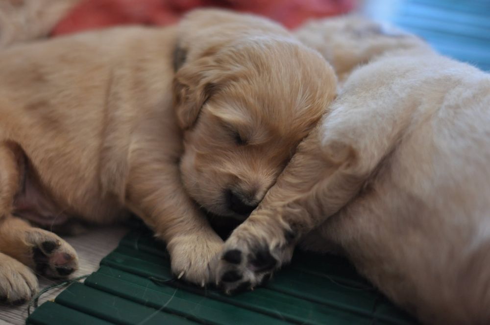 Golden  Retriever ZKwP
