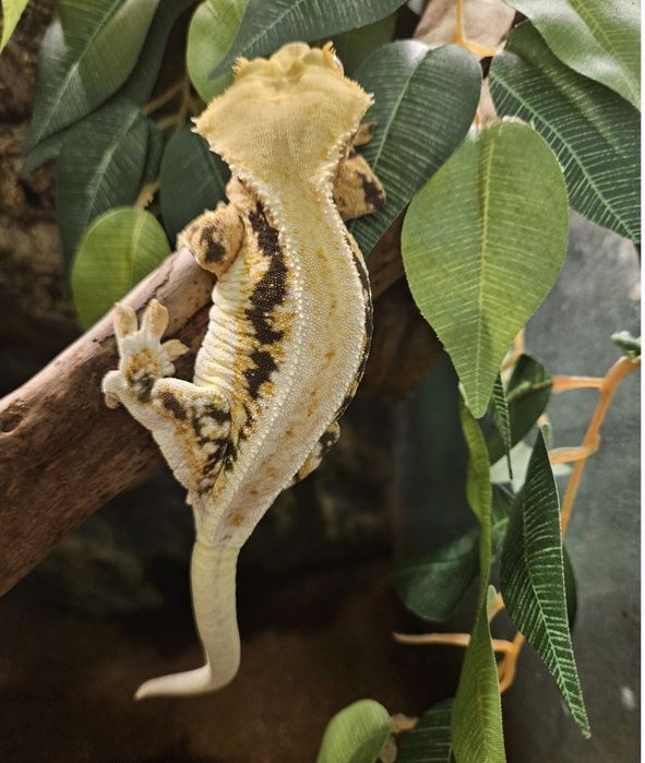 Gekon orzęsiony lilly white dorosła samica