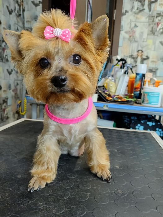 Хортицкий район. Стрижки собак и кошек. .