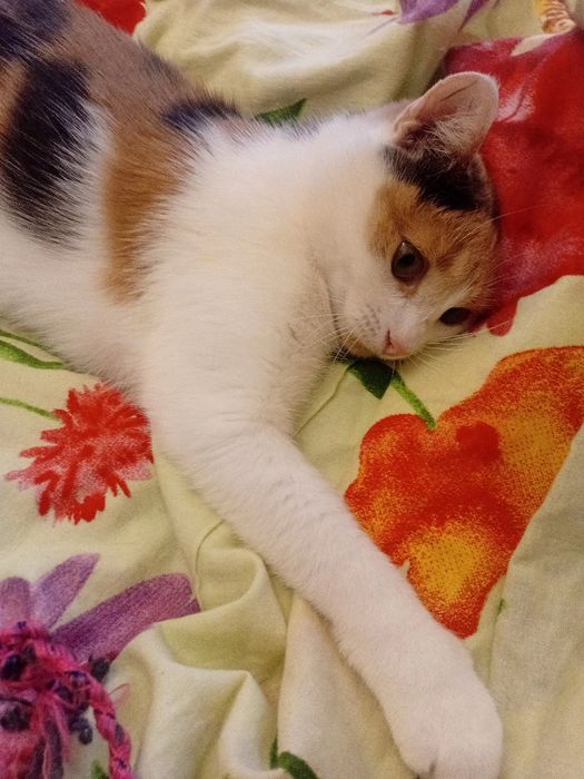 Игривая ручная кошечка, 8 мес. Стерилизована.