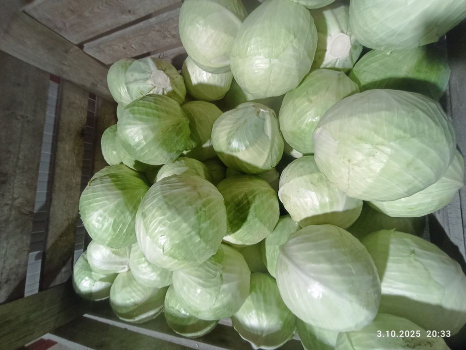 Kapusta biała  ,