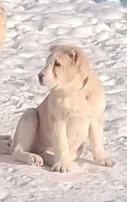 Среднеазіатська вівчарка