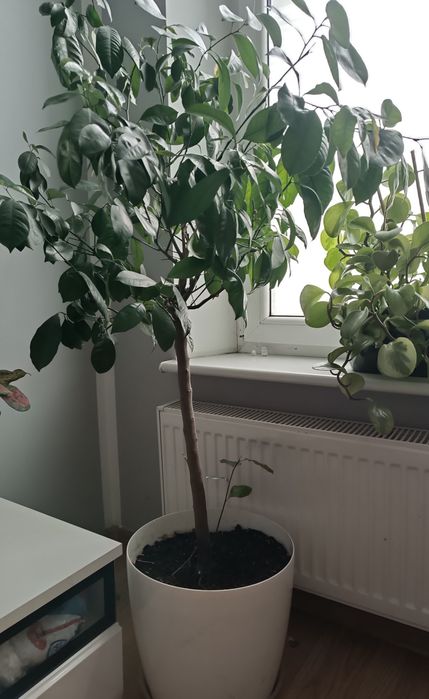 Mandarynka 140 cm