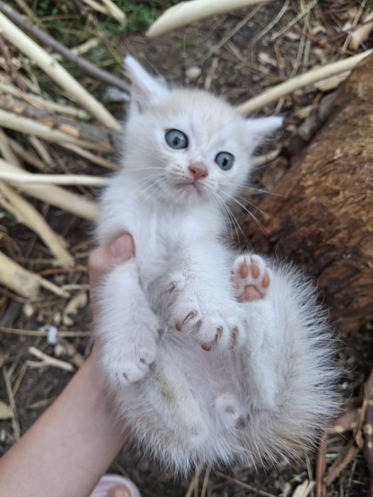 Віддам рудих котят