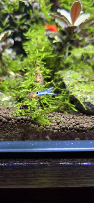 Gupik endlera blue japan