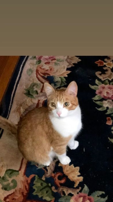 Отдам рыже-белого кота,  2 года, кастрирован, привит