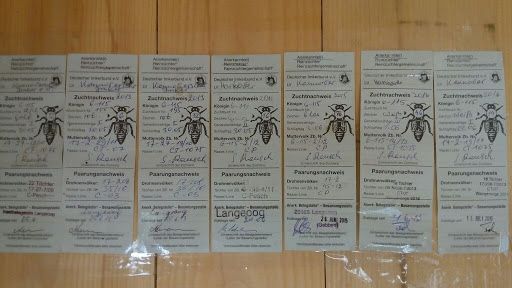 Бджоломатки Карніка Варроатолеранц (VT) селекційні, бджоли