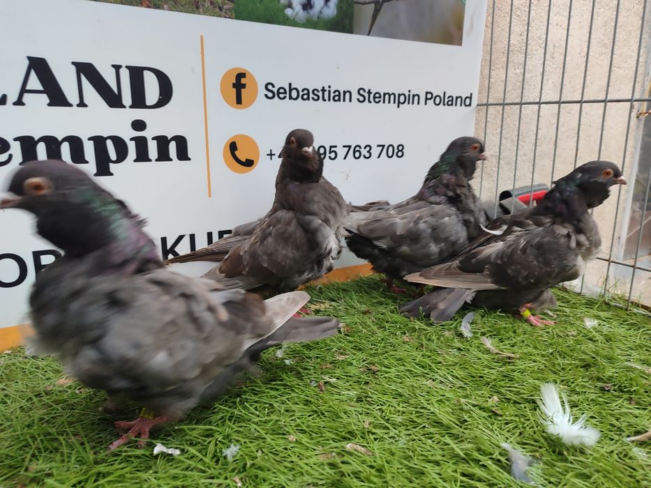 Gołębie. Mewki chińskie. Mewka.  Możliwy transport