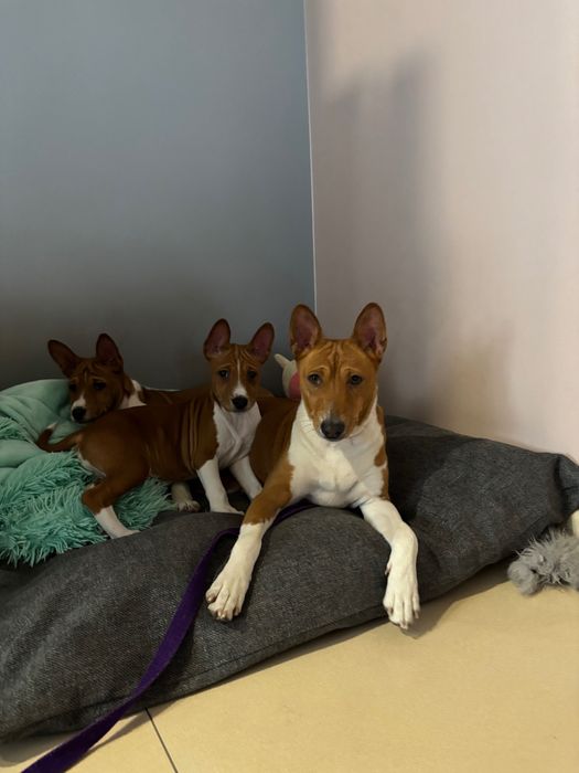 Piesek Basenji FCI