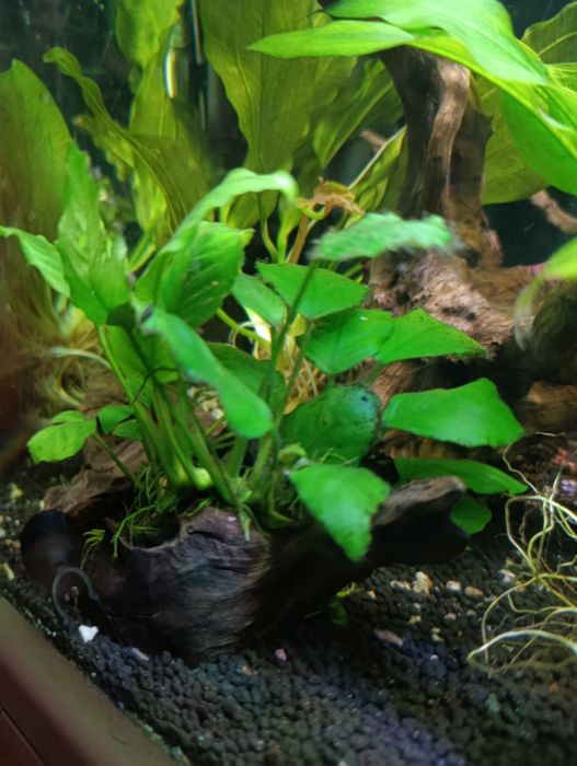 Plantas de aquário