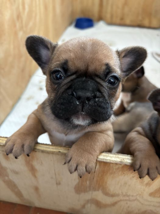 Продам  Французькі бульдоги .