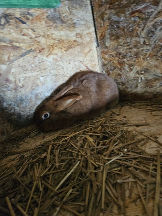 Królik nowozelandzki