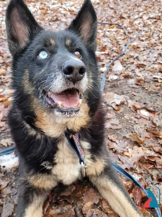 Cudny seniorek - wdzięczny, mądry, oddany - to ostatnia chwila na dom