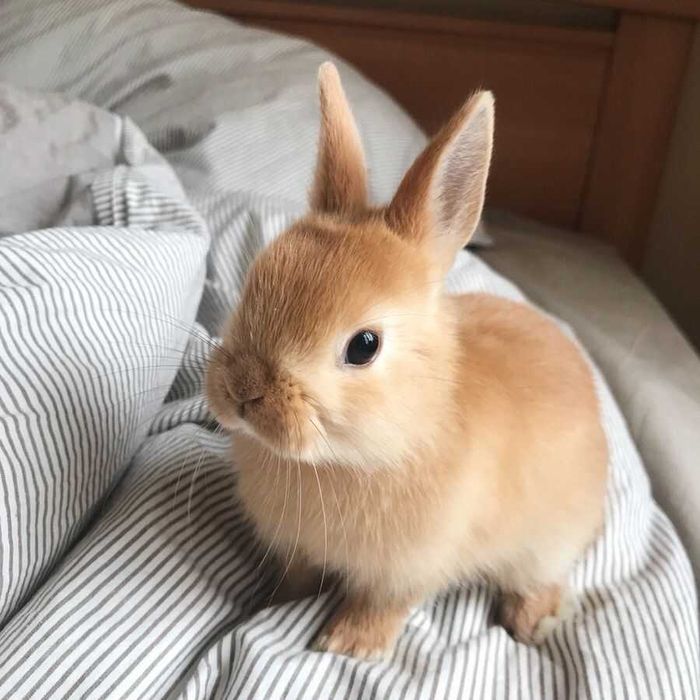 Coelhos anões mini + gaiola nova + alimentação adequada