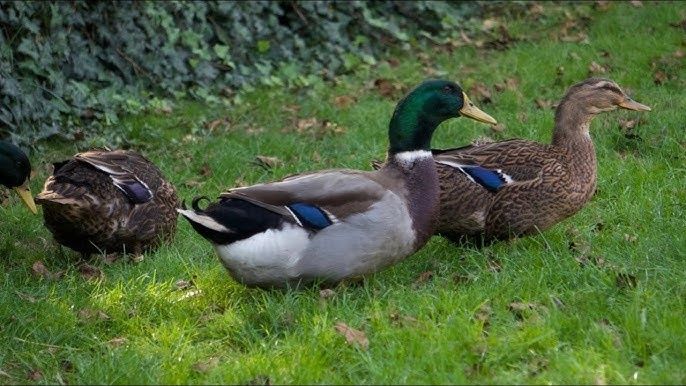 Jaja lęgowe kaczek staropolskich
