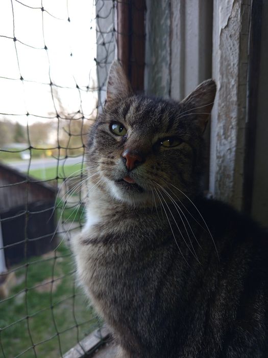 Przyjazny kocurek poleca się do adopcji