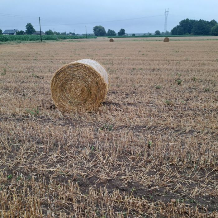 Sprzedam  slome z owsa