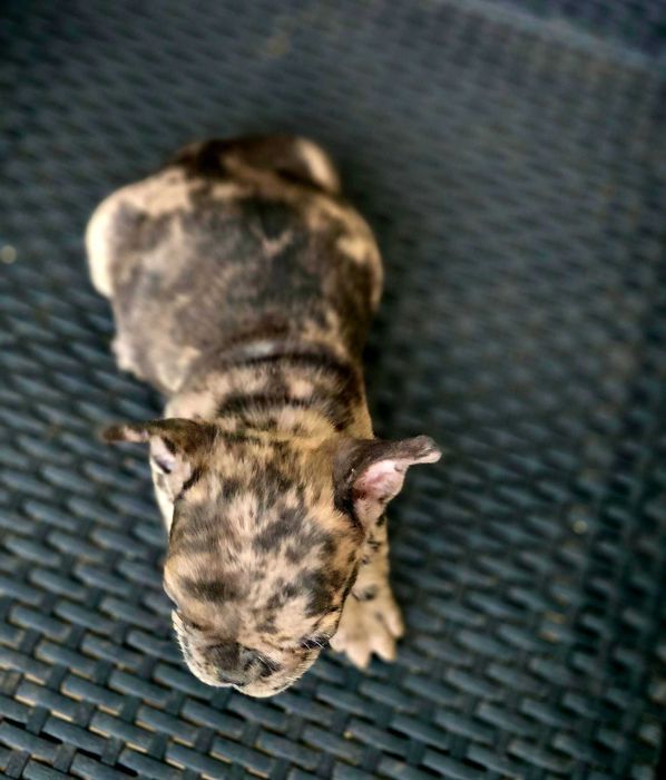 Bulldog Francês Macho MOFADINHO