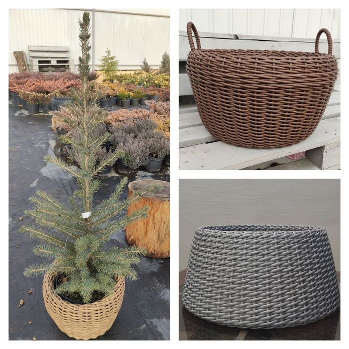 Новогодняя живая елка,сосна для дома,улицы Коника,Маджестик Блю,Глаука