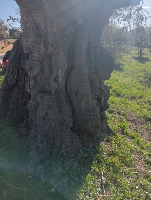 Oliveiras Centenárias