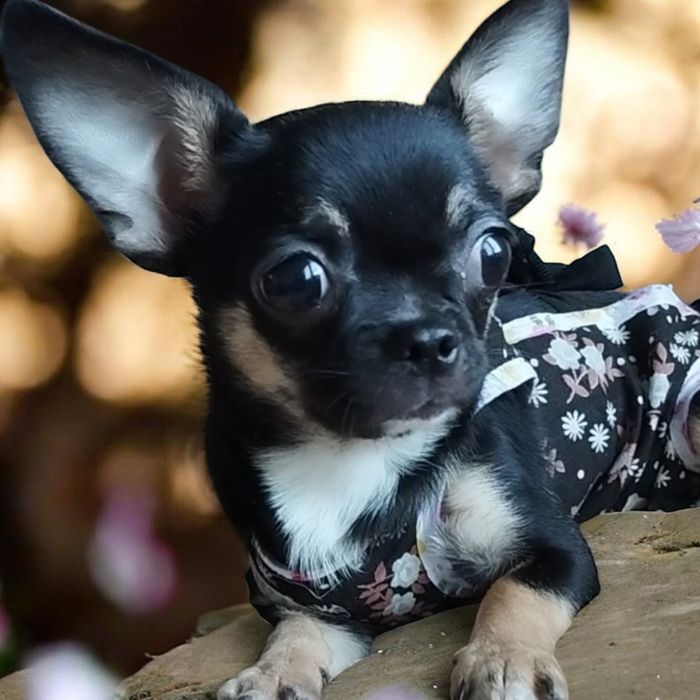 Дівчинка чихуахуа красуня