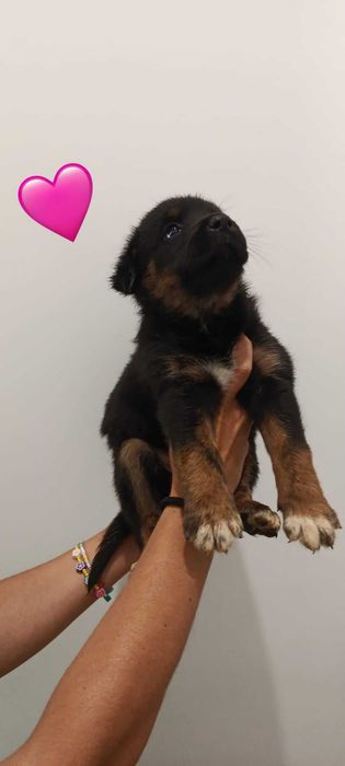 Cães para adoção
