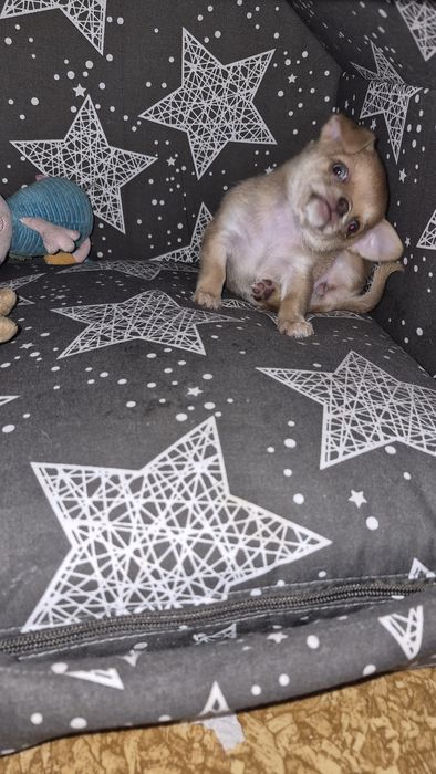 Дівчинка чихуахуа міні