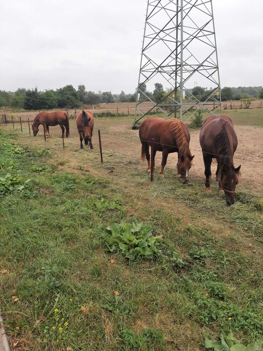 Wynajmę pokoje w PłockWitam. Zapraszam osoby pracujące, dbające o cudz