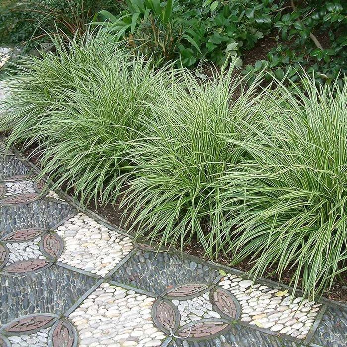 Turzyca morrowa "Ice Dance" i "Vanilla Ice"