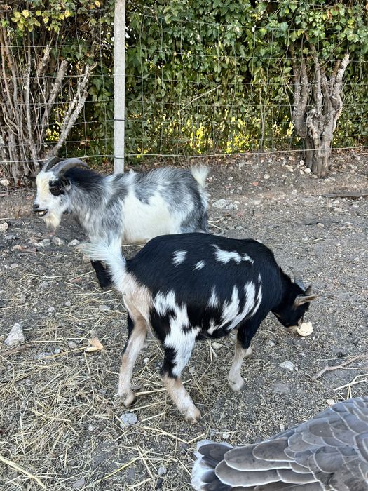 Casal de cabras anas
