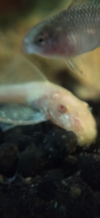 Ancistrus.sp,  black longfin e red