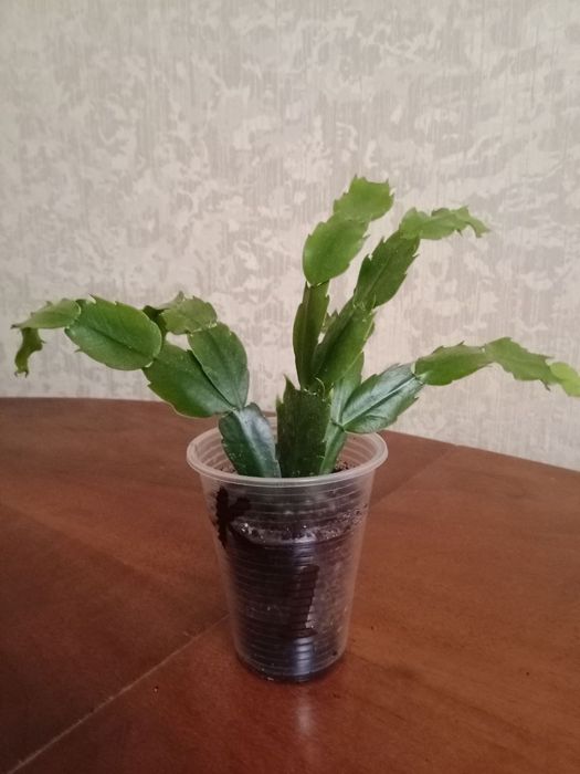 Різдвяник червоний, білий, помаранчевий Шлюмбергера Зігокактус