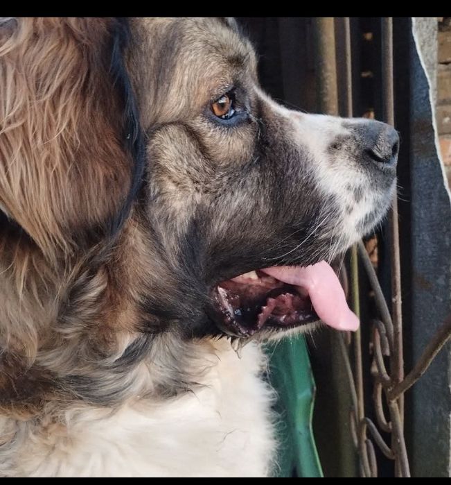 Московська сторожова (в'язка)