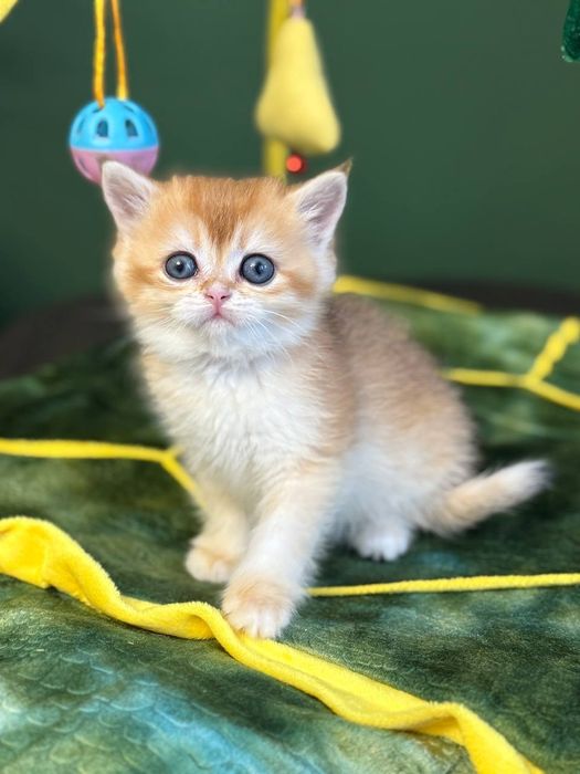 Британские котята золотая шиншилла